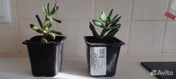 Красула хоббит