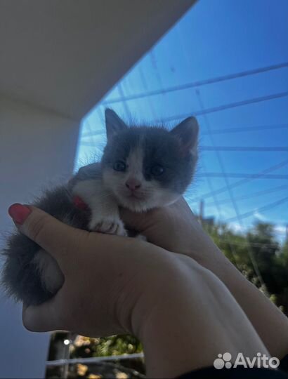 Котята (олухи) в добрые руки