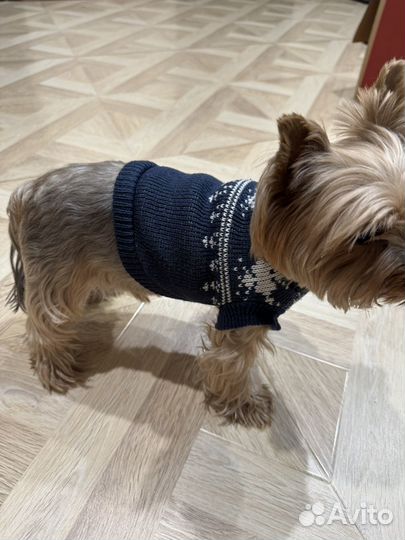 Вещи для маленьких собак