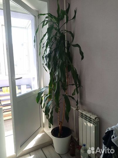 Комнатные цветы драцена