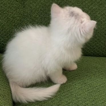 Экзотический короткошёрстный котёнок