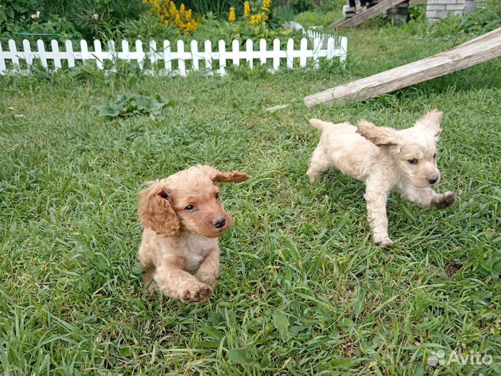 Щенок спаниеля