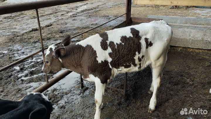 Бычки и телята