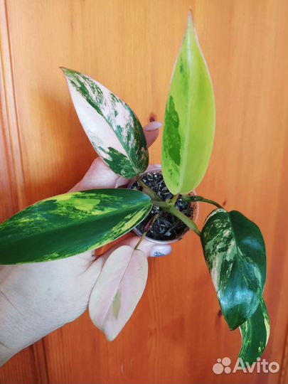 Филодендрон Эмеральд Квин