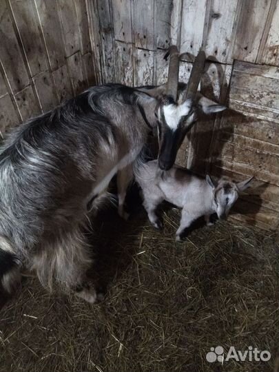 Козы дойные