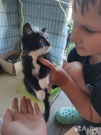 Котята в добрые руки бесплатно