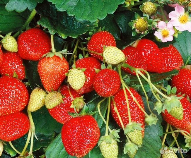 Клубника ремонтантная урожайная