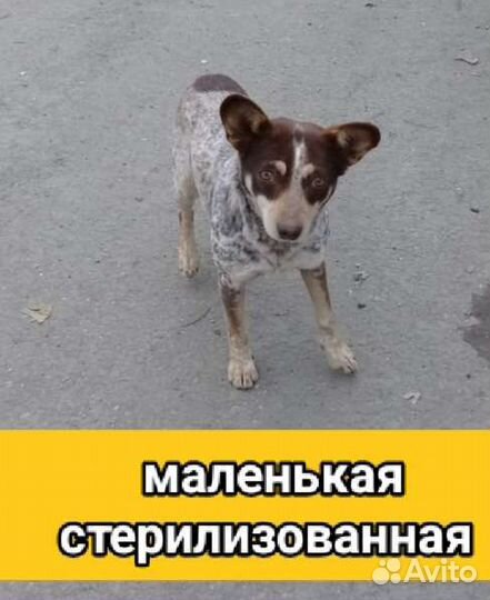 Щенки собачки привезём