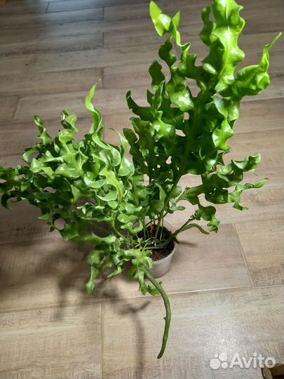 Папоротник