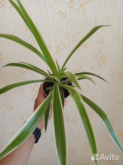 Хлорофитум