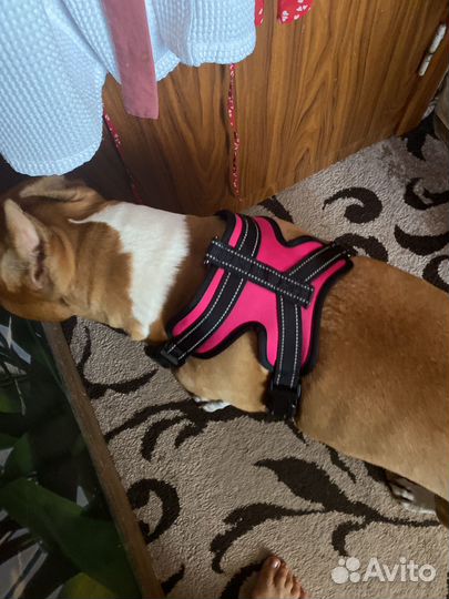 Шлейка для большой собаки