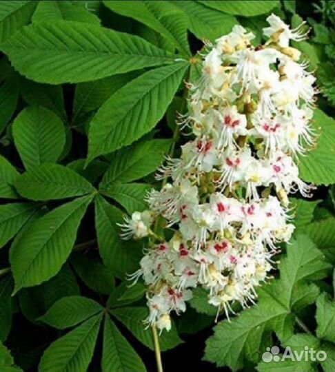 Саженцы каштана