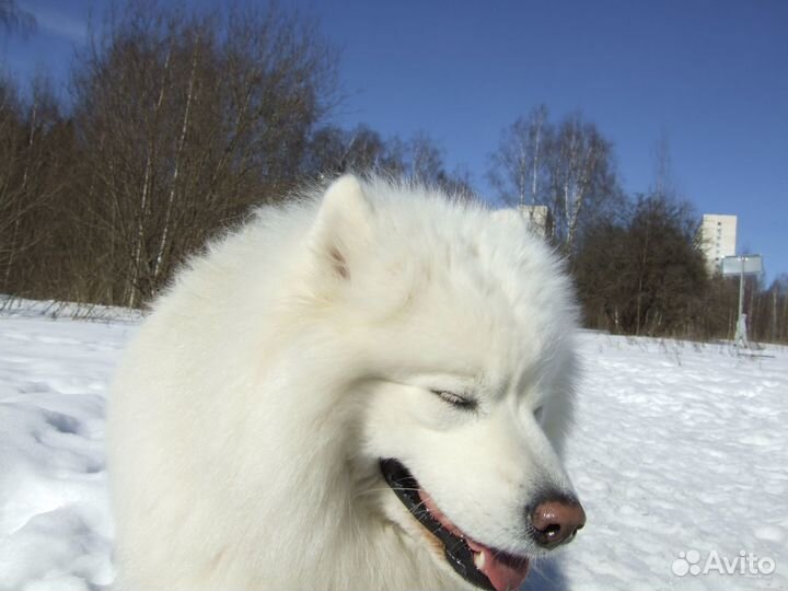 Вязка собак