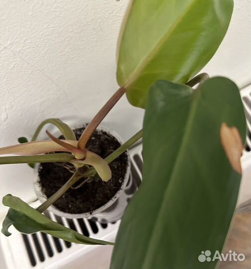 Филодендрон