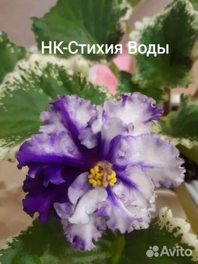 Фиалки для новичков