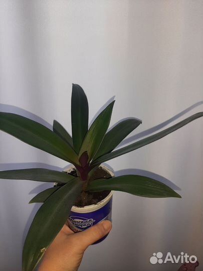 Традесканция Рео