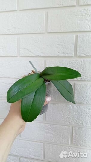 Орхидея бабочка Good Idea, Желтая восковая