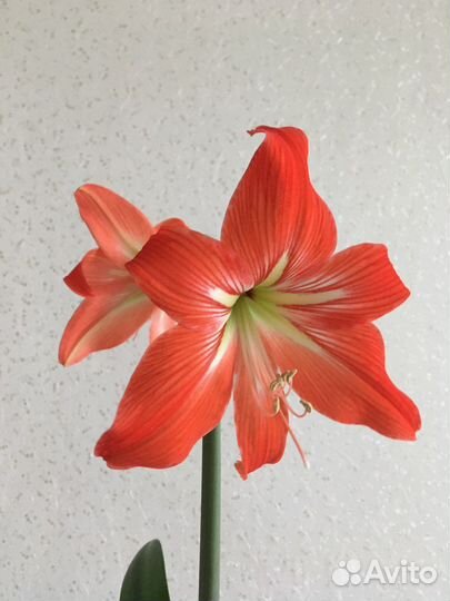 Гиппеаструм, луковица