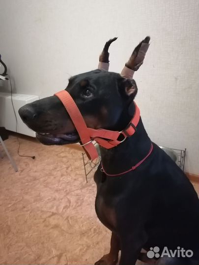 Ошейник для собак