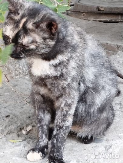 Кошечка в добрые руки