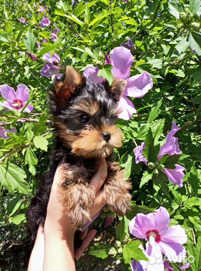 Йорки девочки