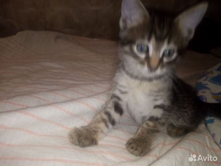 Котята отдам даром