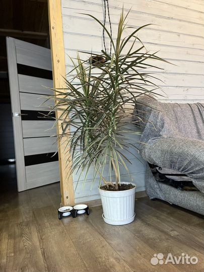 Пальма драцена