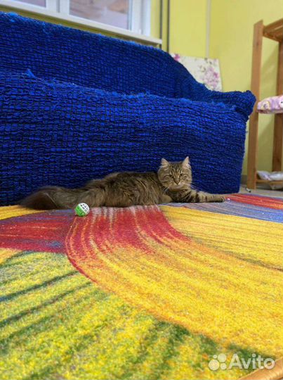 Зоогостиница 