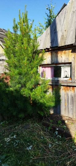 Участок 3,7 сот. (СНТ, ДНП)