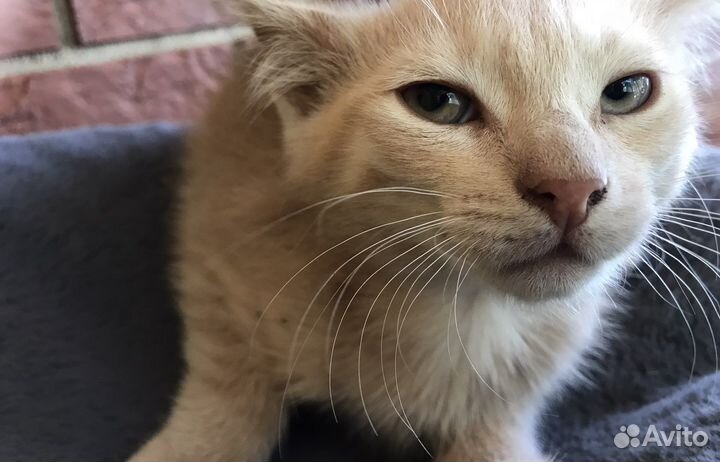 Розовый котик