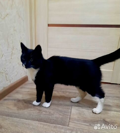 Котик в добрые руки