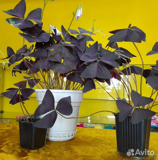 Кислица оксалис