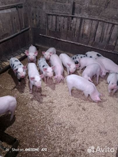Поросята русская белая+пьетррен