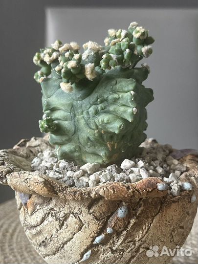 Gumnocalycium monstrose