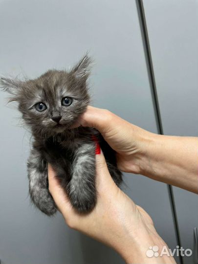 Котенок девочка бесплатно