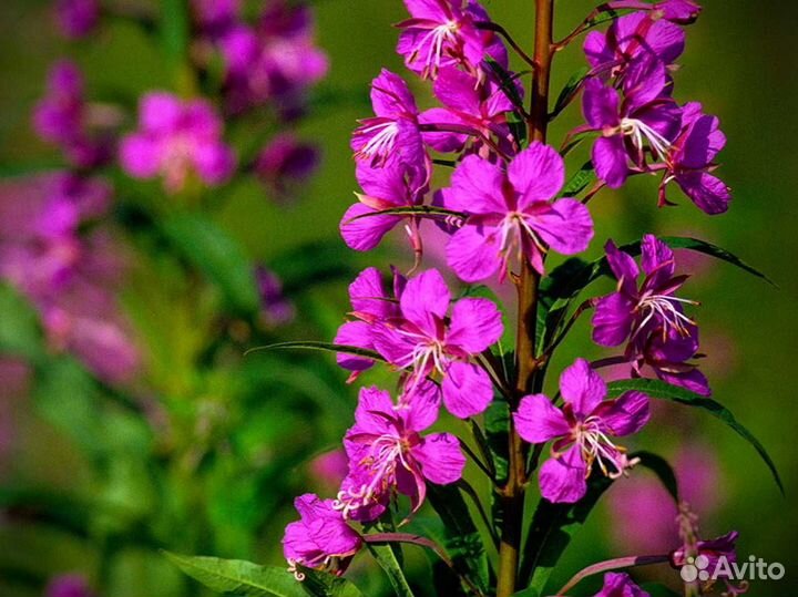 Иван чай 1 кг 2023 копорский чай, просто сказка