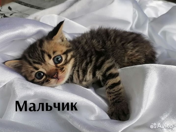 Котята