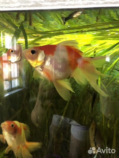 Аквариумные рыбки
