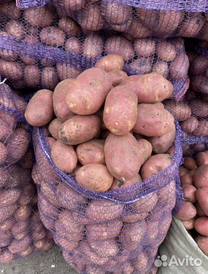 Картофель красный с доставкой
