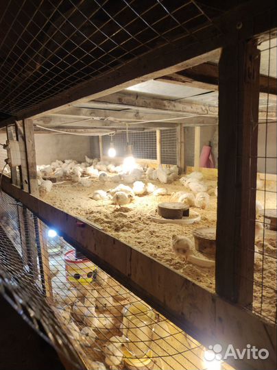 Перепелиное мясо и яйцо