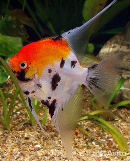 Тернеция, данио глофиш (Glofish), раки