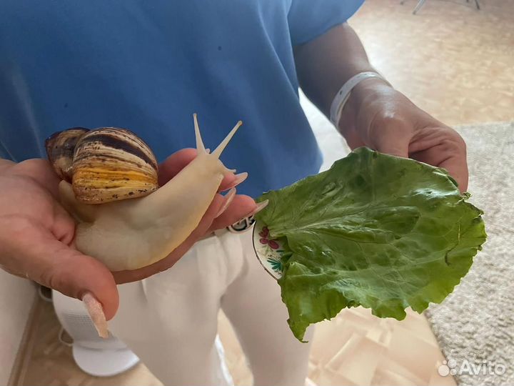 Улитки ахатины бесплатно