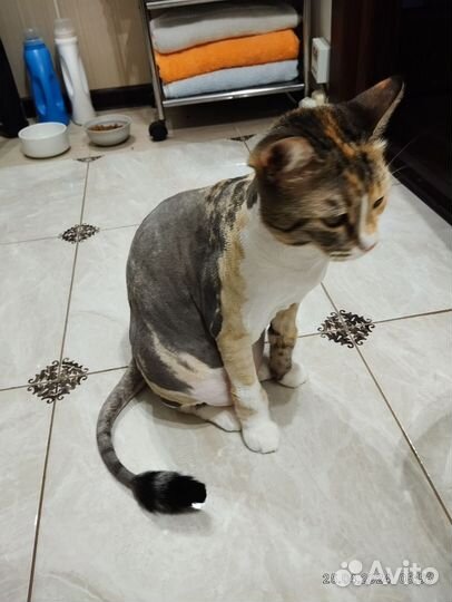 Домашняя кошка