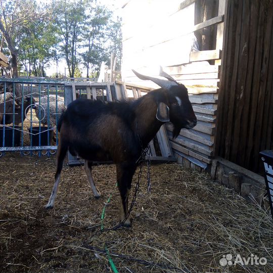 Козёл альпонубийский
