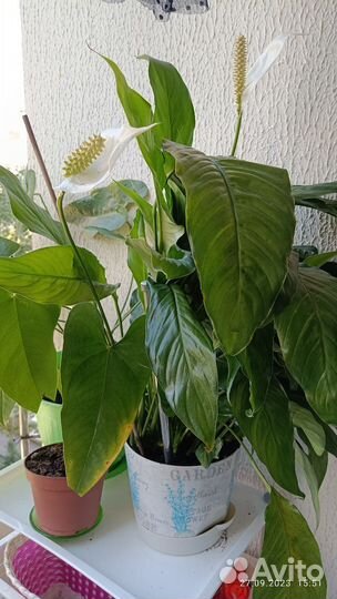 Продам цветы комнатные