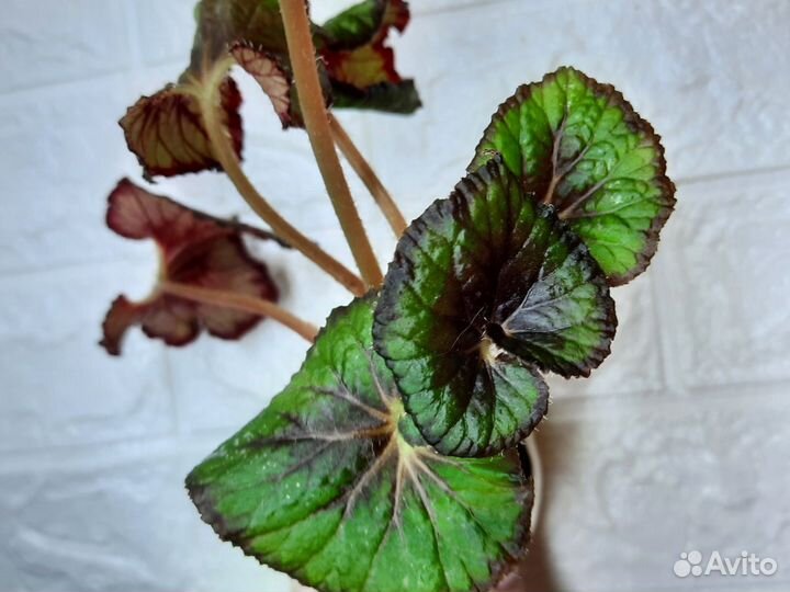 Бегония декоративно лиственная