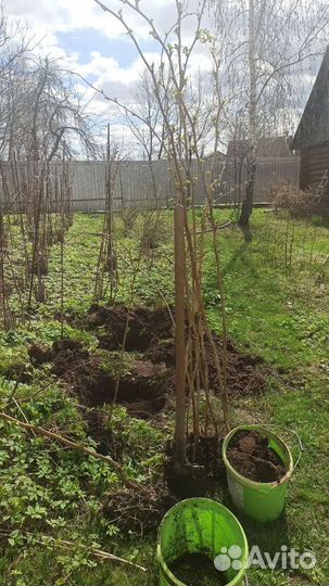 Саженцы Малина сортовая Усанка