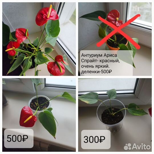 Антуриум