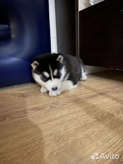 Щенки сибирской хаски девочка