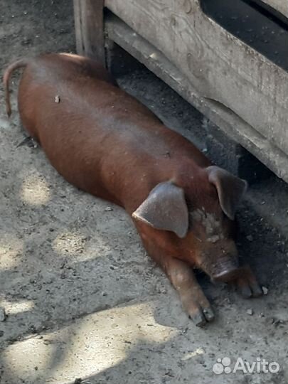 Паросята дюрок,Свиноматки,Хряки